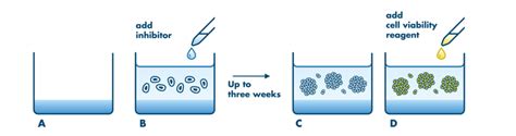 self-renewal test growth in soft agar|The soft agar colony formation assay .